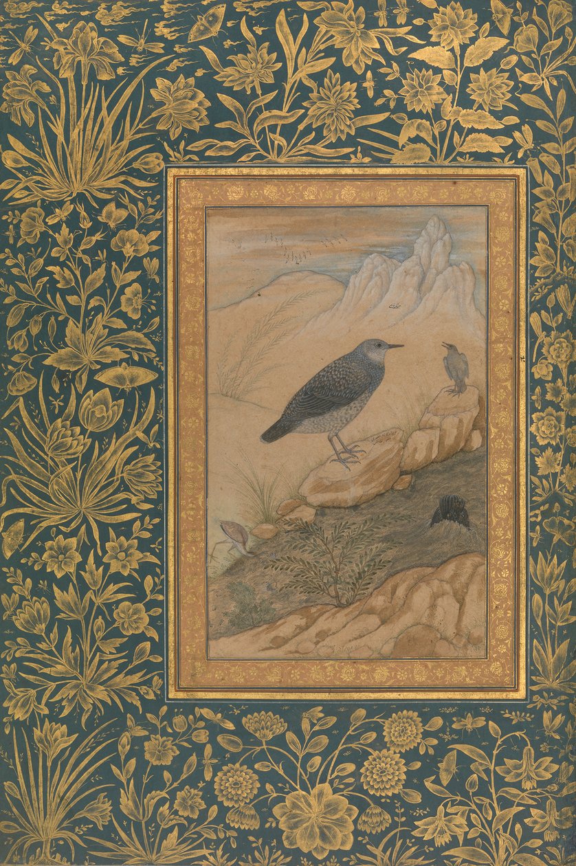 Diving Dipper and Other Birds, Folio fra Shah Jahan Album, recto: ca. 1610-15. af Mansur