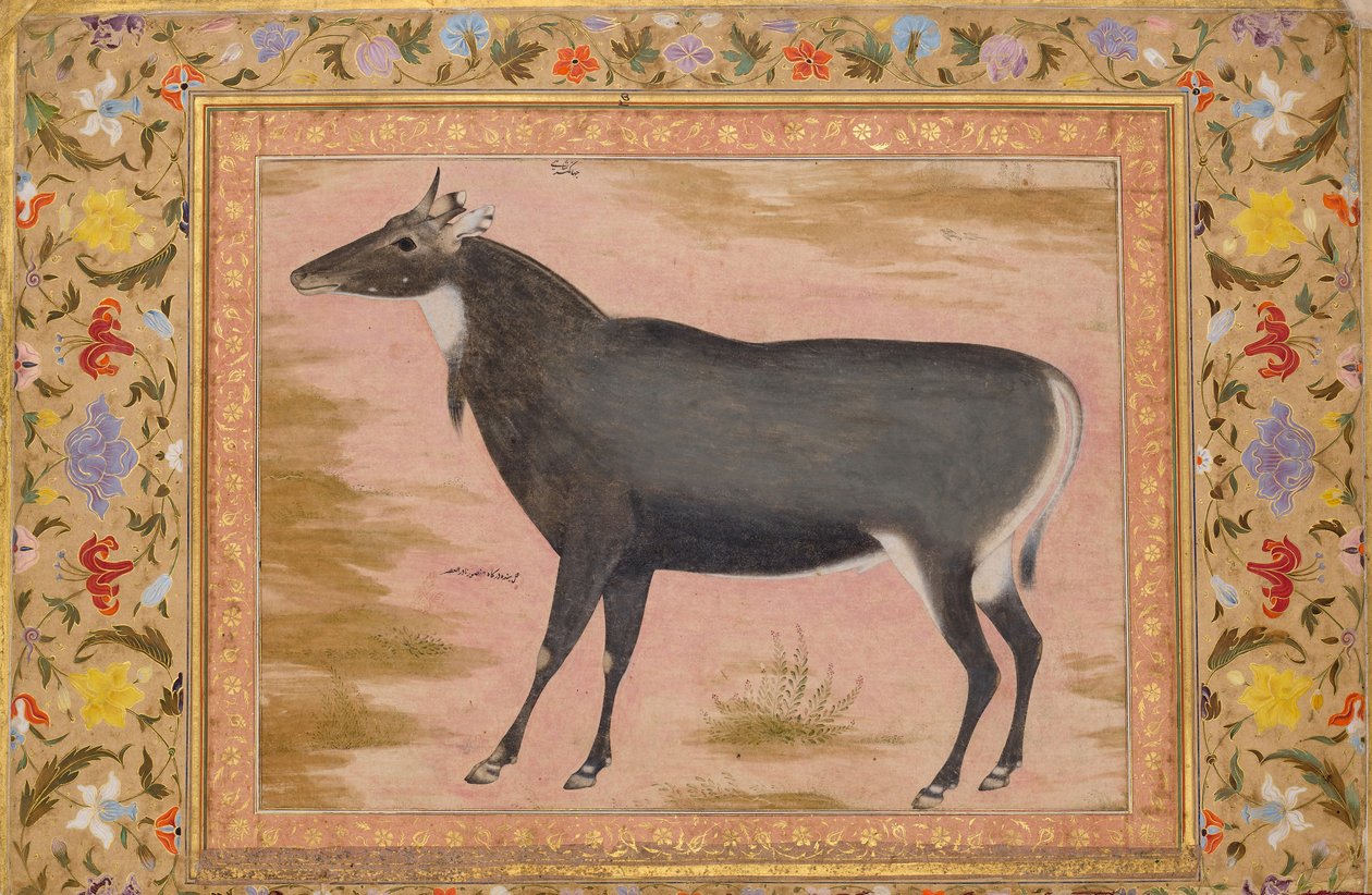 Studie af en Nilgai Blue Bull, Folio fra Shah Jahan Album, verso: ca. 1620, recto ca. 1540. af Mansur