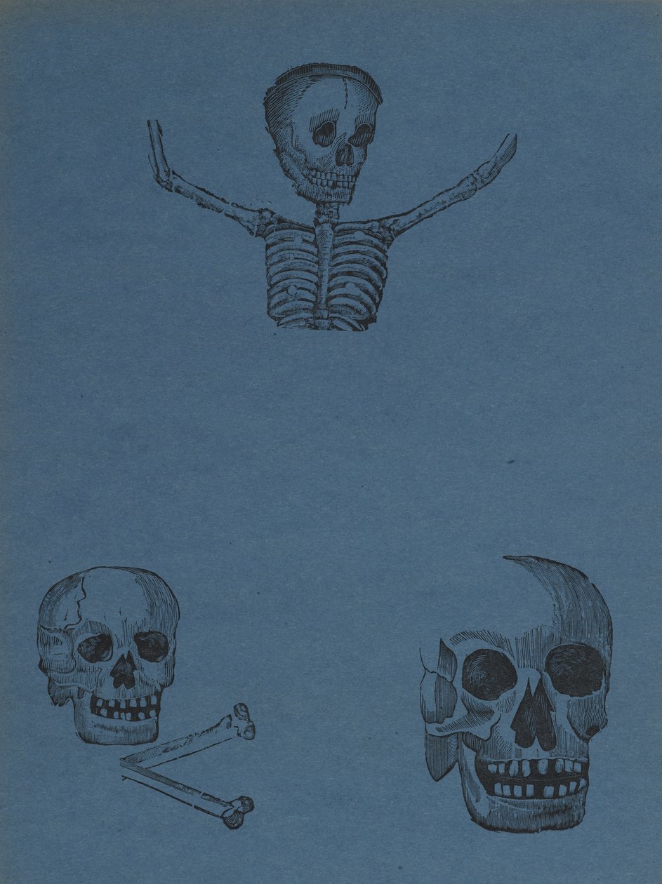 Studier af kranier og skeletter, fra 330 Grabados Originales, trykt af Antonio Vanegas Arroyo (1850-1917), Mexico City, Mexico (reliefstik) af Manuel Manilla