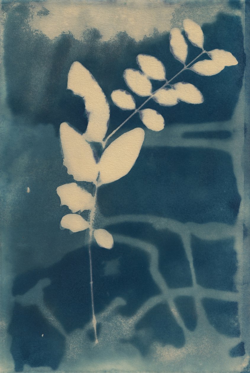 Cyanotype, 2023 (cyanotype på papir) af Marco Campedelli