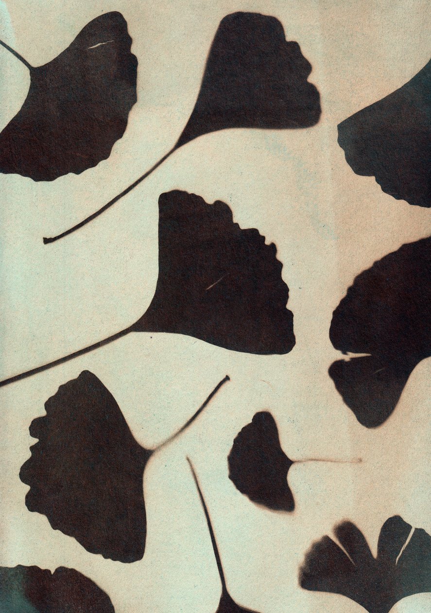 Ginkgo biloba, 2023 (cyanotypi, blandede medier) af Marco Campedelli