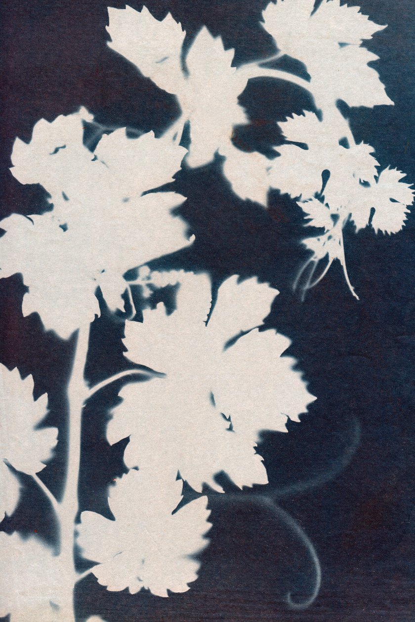 Blade af vindruer, 2023 (cyanotype) af Marco Campedelli