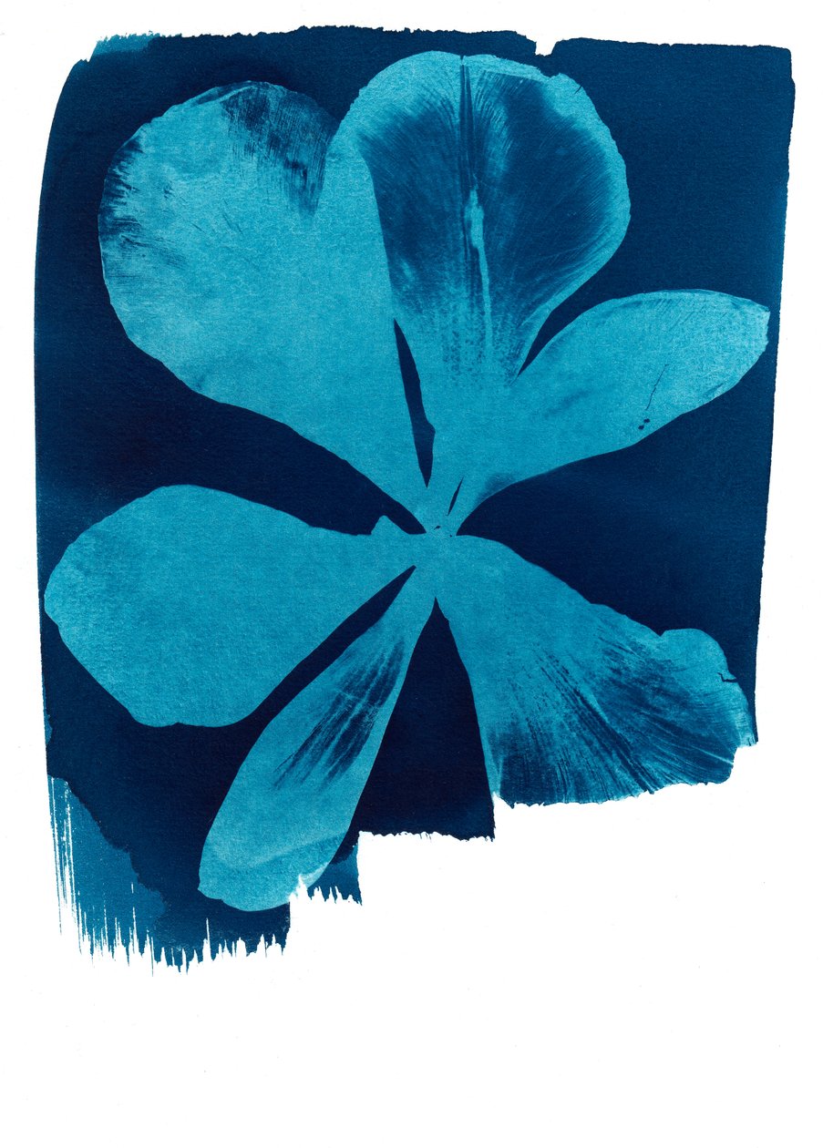 Valmue, 2023 (cyanotypi) af Marco Campedelli