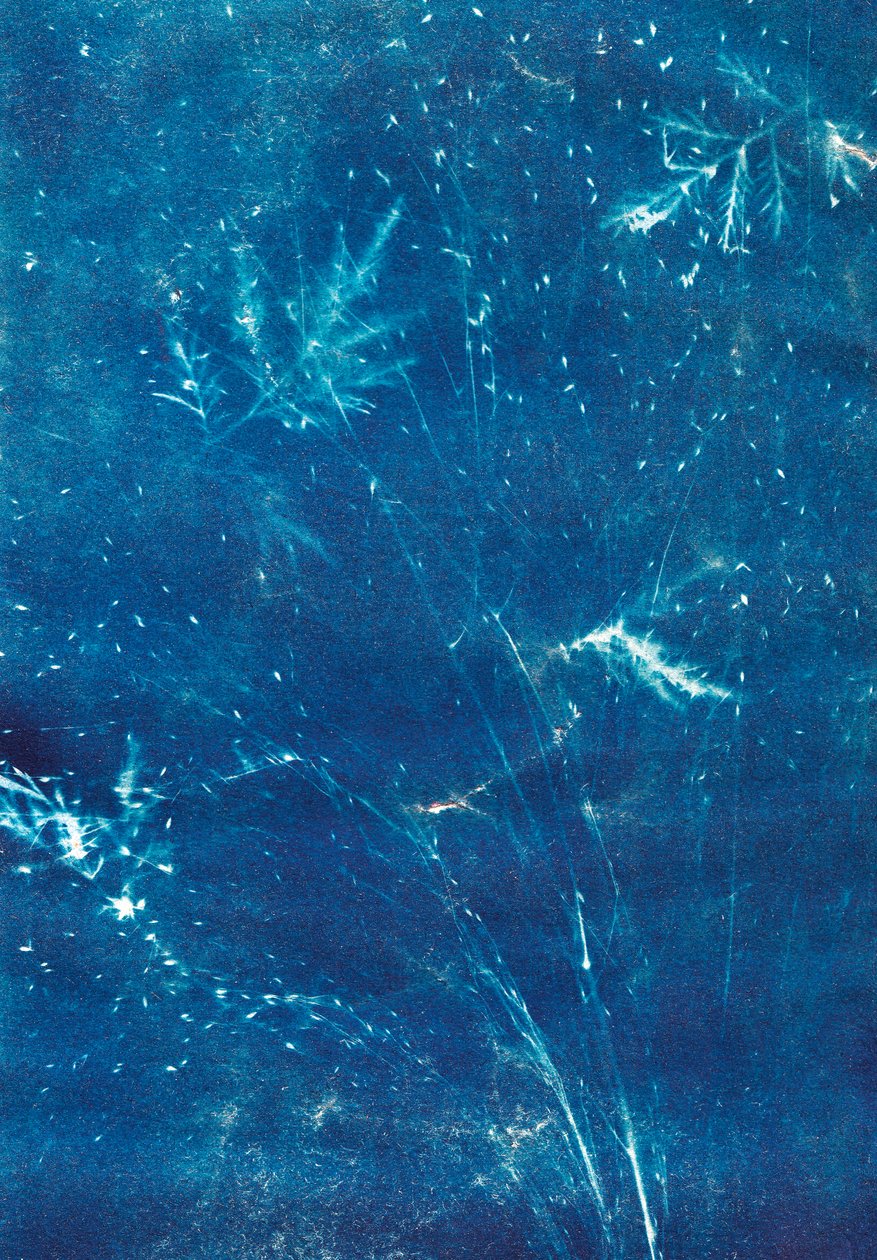 Uden titel, 2023 (cyanotypi) af Marco Campedelli