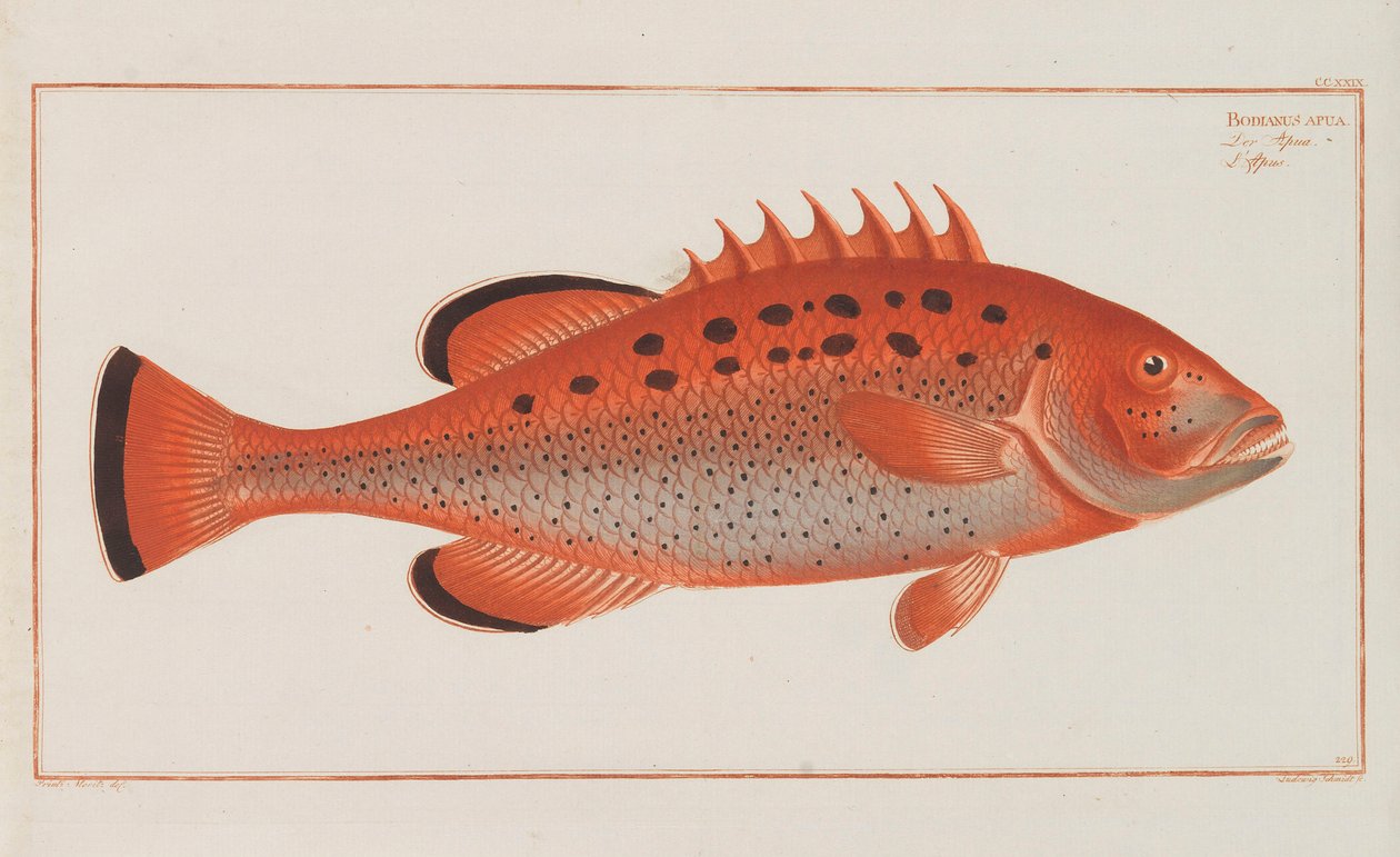 Generel naturhistorie for Tysklands fisk, 1782-1793. af Marcus Élieser Bloch