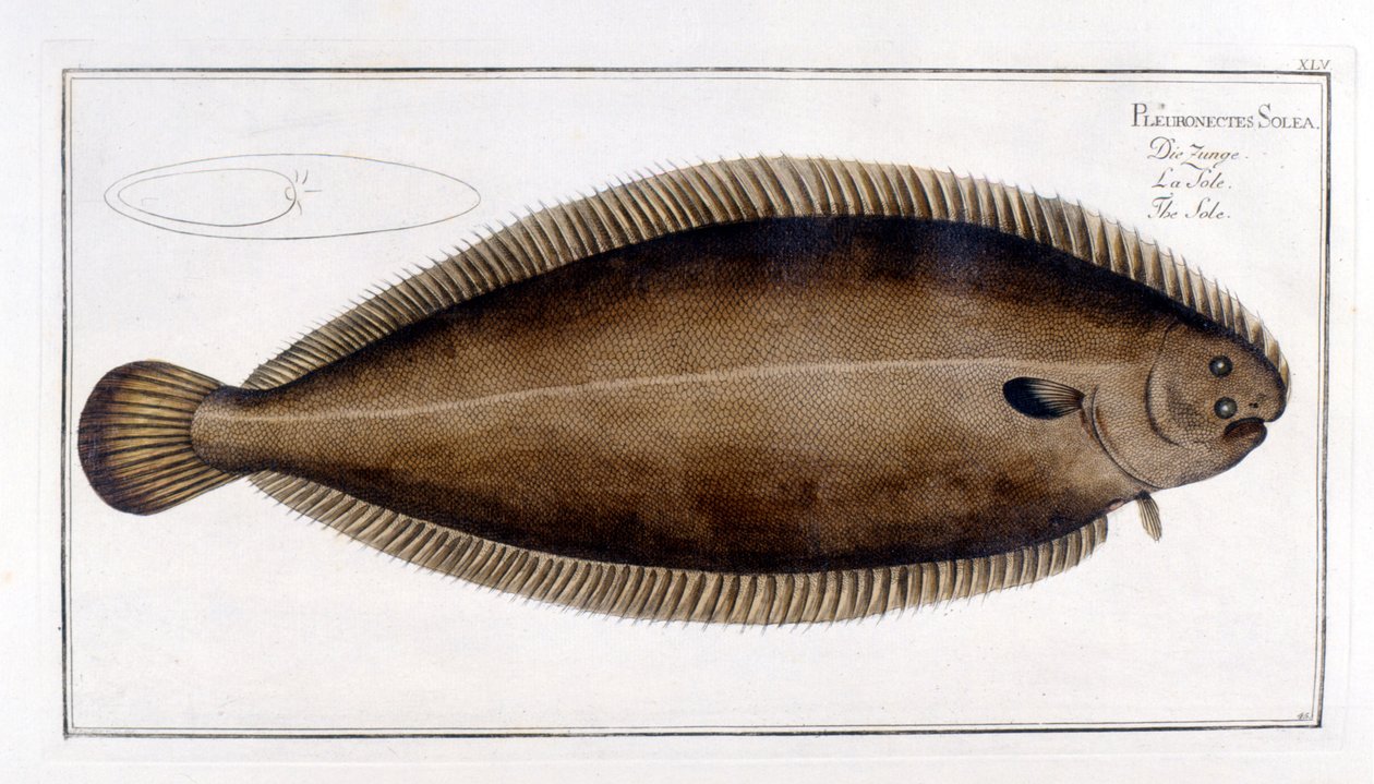 Naturhistorisk plade: La Sole d