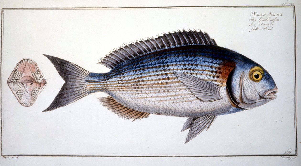 Naturhistorisk plade: Brasen fra Marc Elieser Bloch Ichtyologie Paris - Berlin - London 1787. af Marcus Élieser Bloch