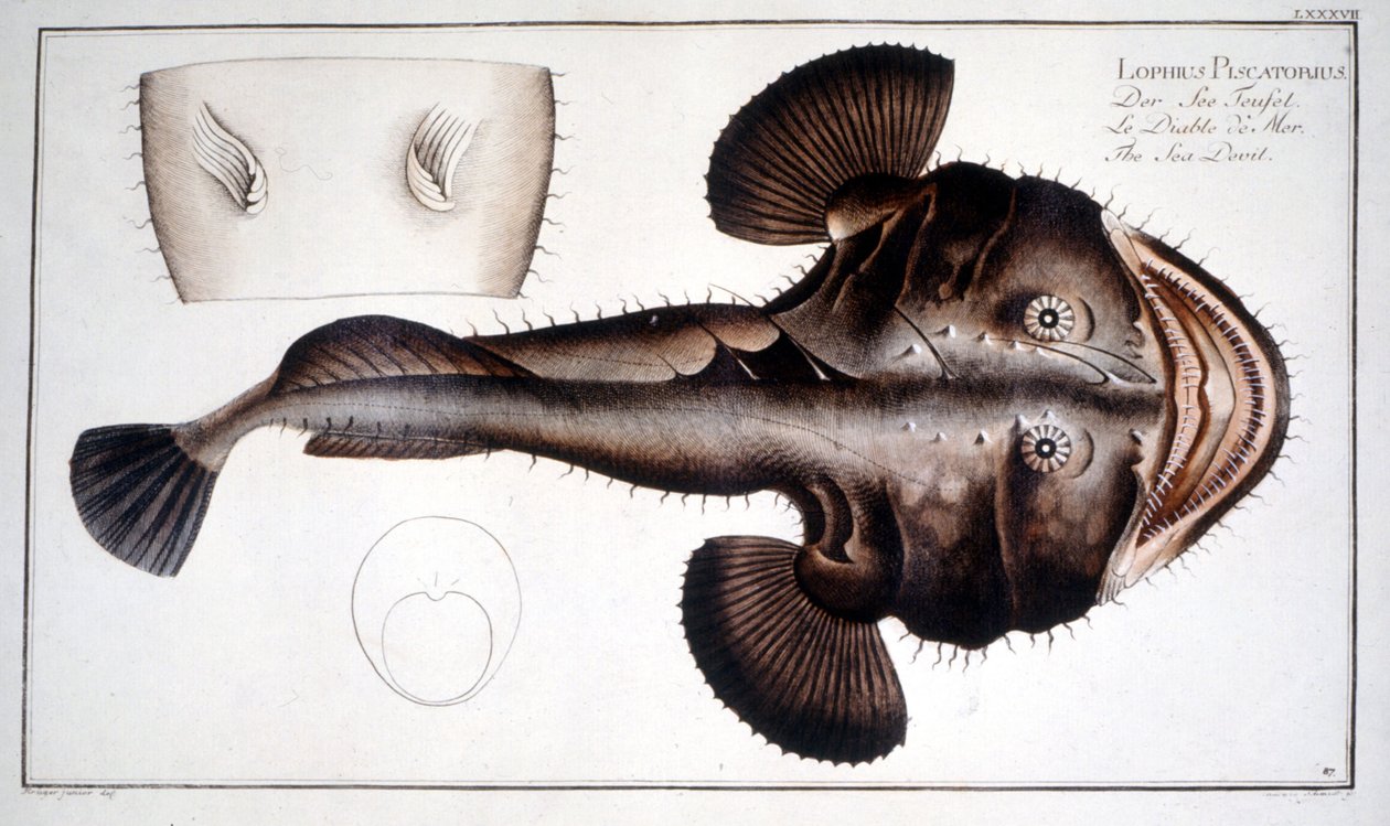 Naturhistorisk plade: Lotte d