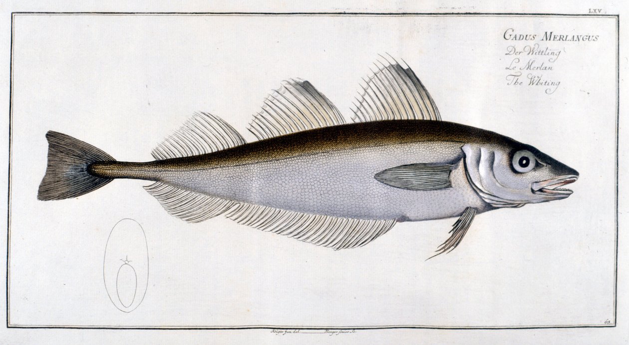 Natural History Board: The Whiting After Marc Elieser Bloch Ichtyologie Paris - Berlin - London 1787. af Marcus Élieser Bloch