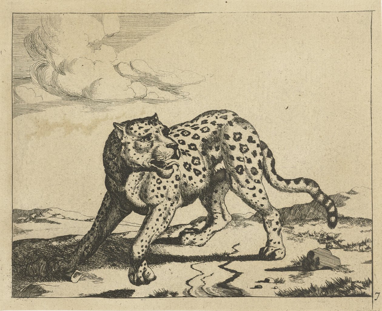 Leopard, stående til venstre, hovedet til højre Leoparder (serietitel) af Marcus de Bye