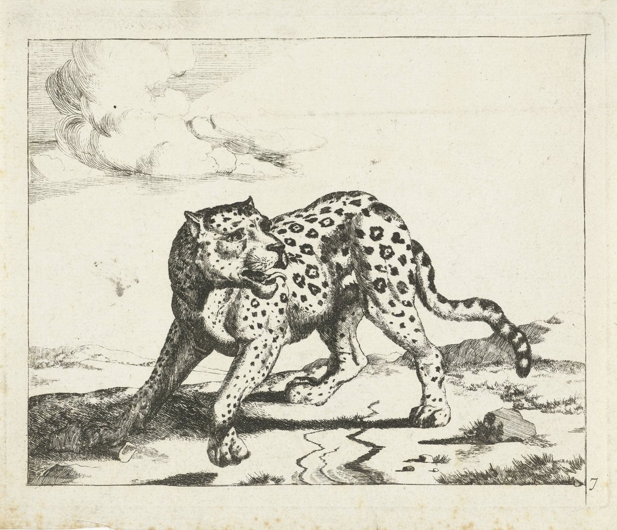 Leopard, stående til venstre, hovedet til højre Leoparder (serietitel) af Marcus de Bye