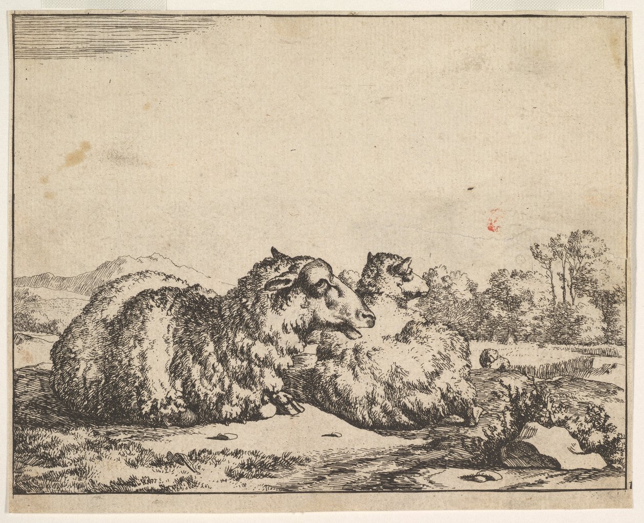Får, fra et sæt af 16 plader, 1664. af Marcus de Bye