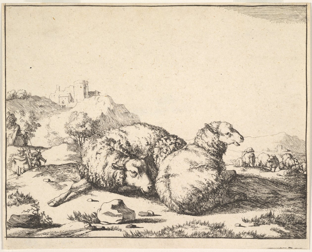 Får, fra et sæt af 16 plader, 1664. af Marcus de Bye