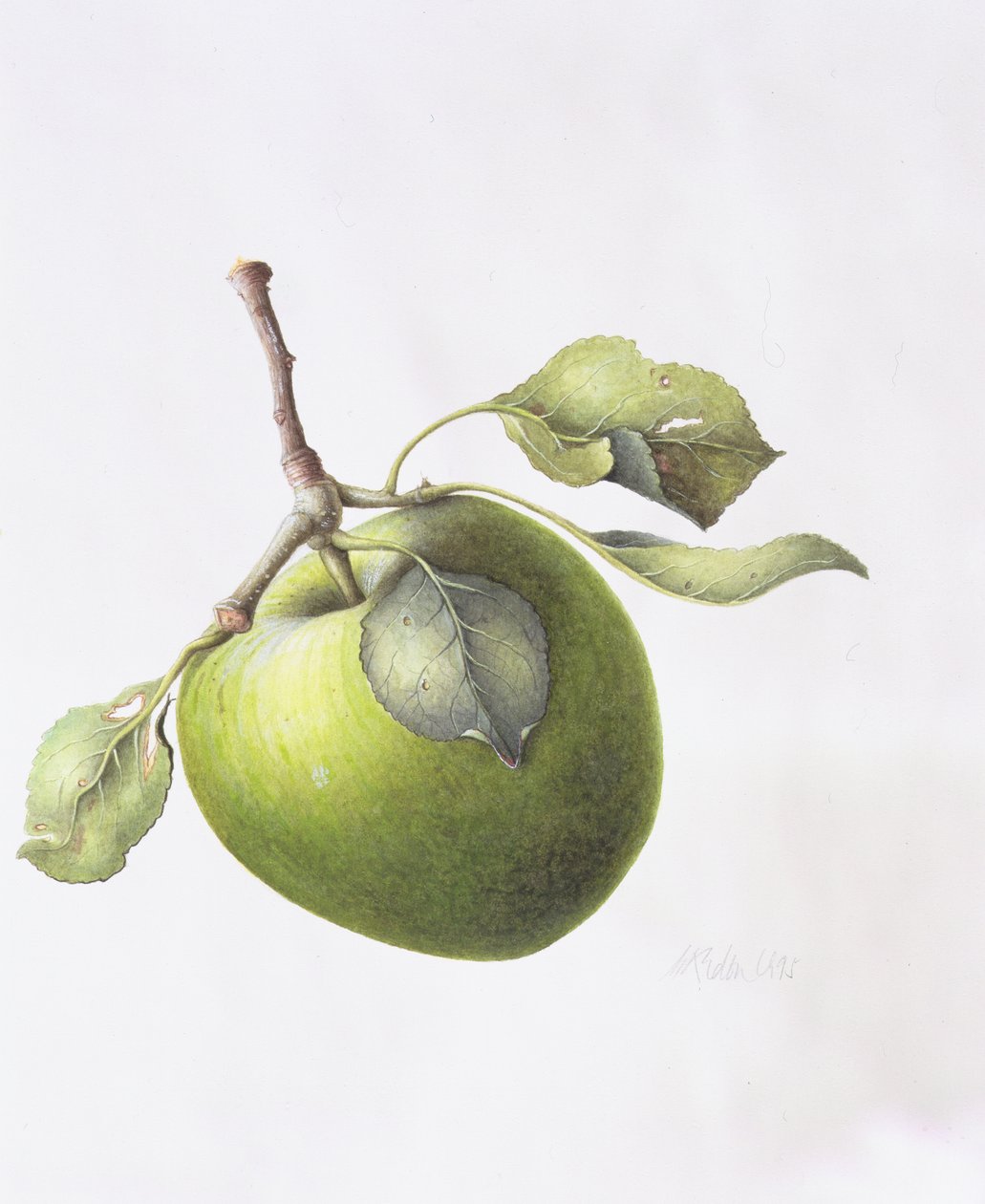 Bramley Apple, 1995 af Margaret Ann Eden