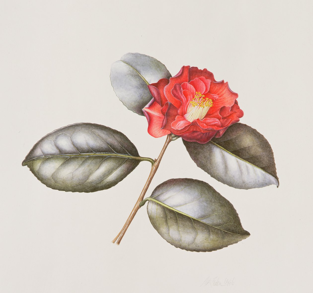 Camellia Japonica Adolphe Anderson, 1996 (wc på papir) af Margaret Ann Eden