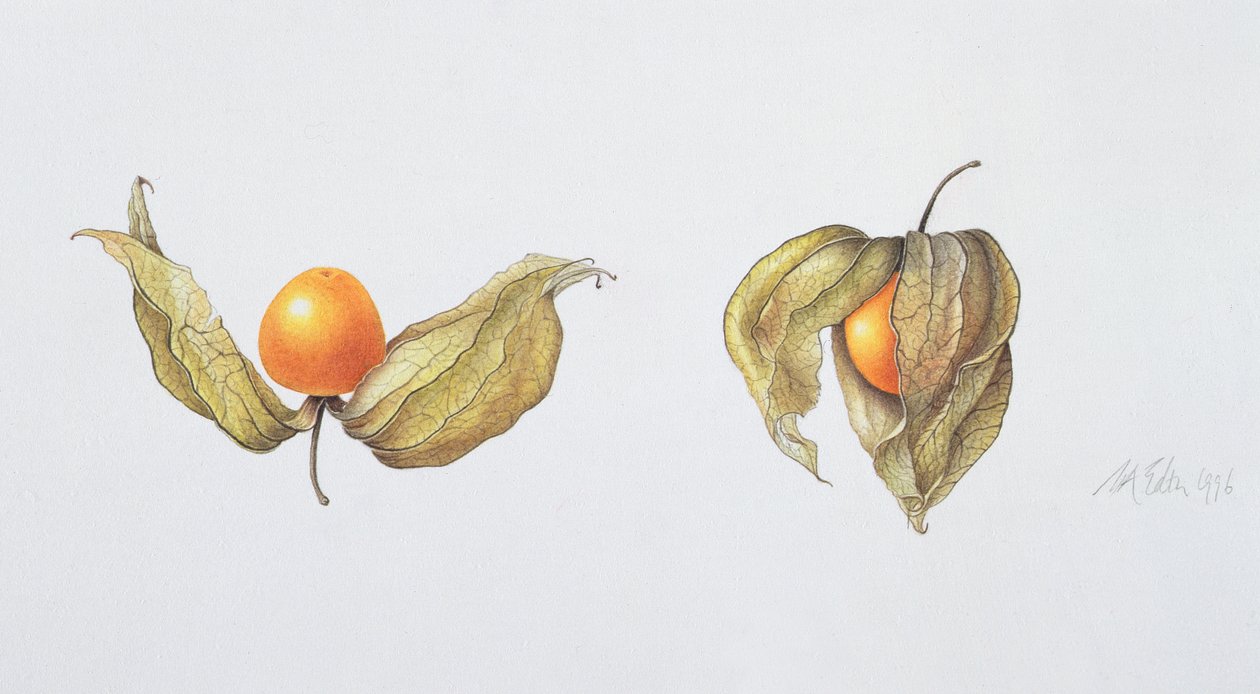 Cape Stikkelsbær (Physalis peruviana) 1996 (wc på papir) af Margaret Ann Eden