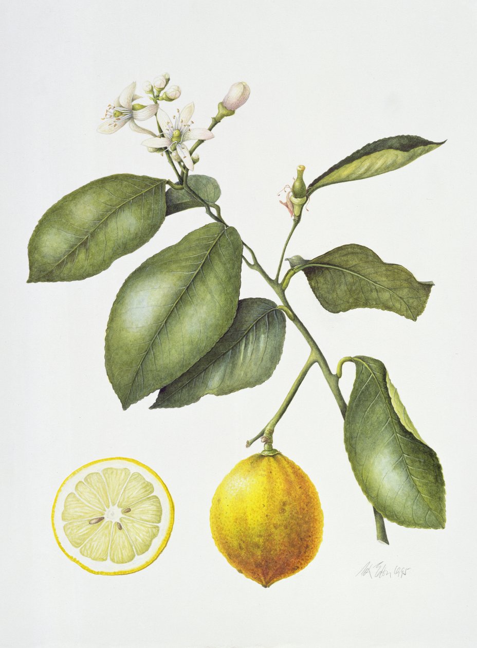 Citrus Bergamot, 1995 (wc på papir) af Margaret Ann Eden