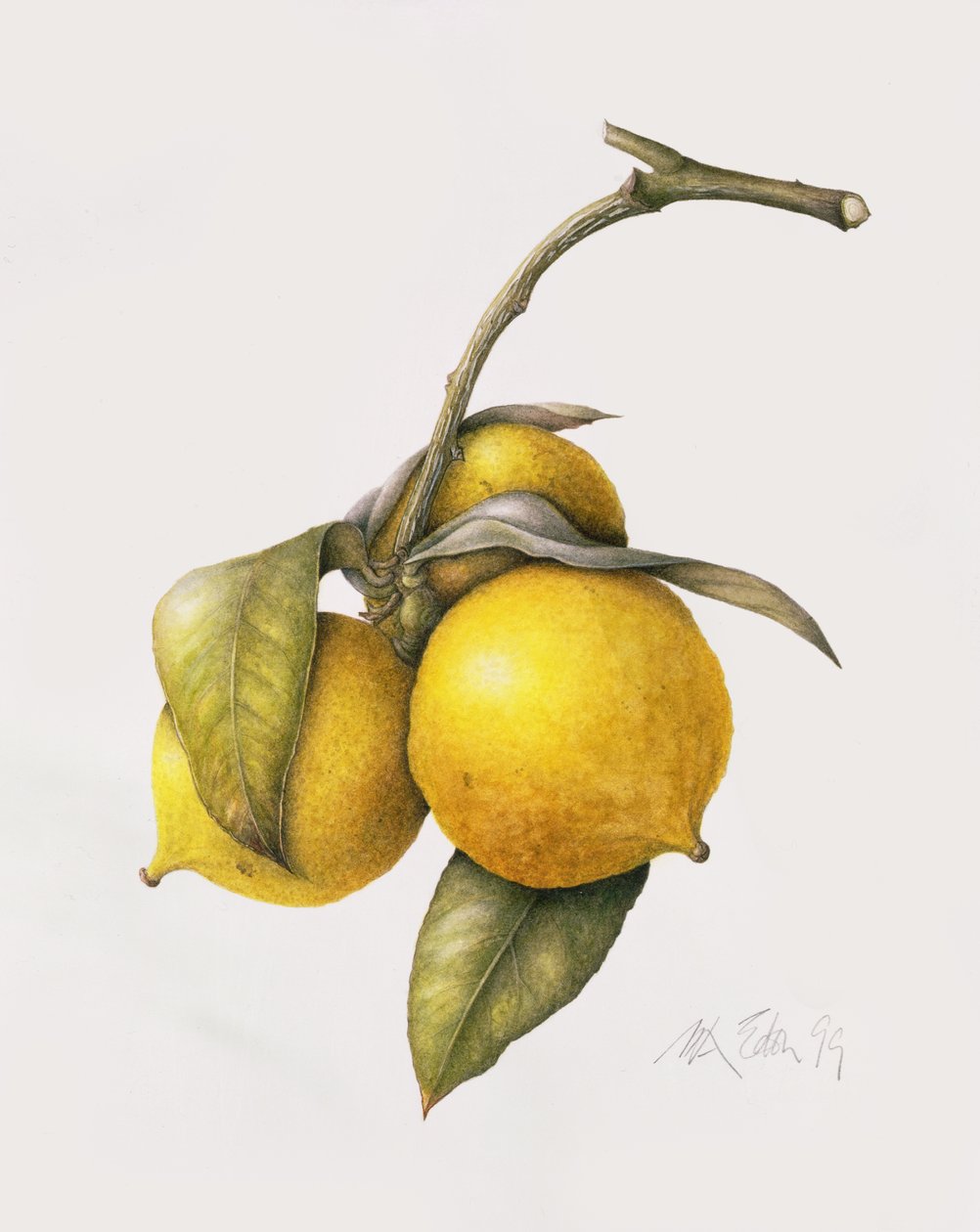 Citrus Bergamot, 1999 af Margaret Ann Eden