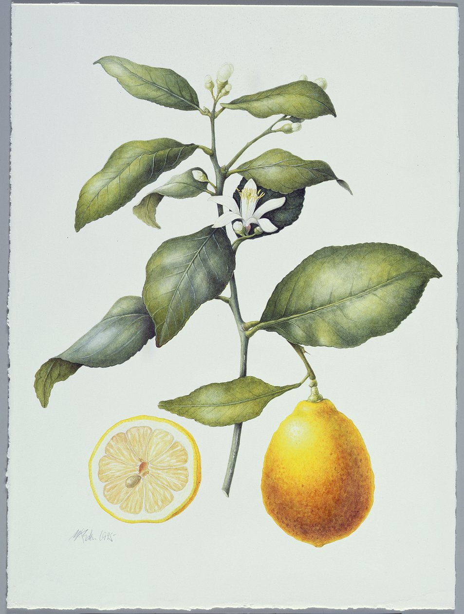 Citrus Limon, 1995 (wc på papir) af Margaret Ann Eden
