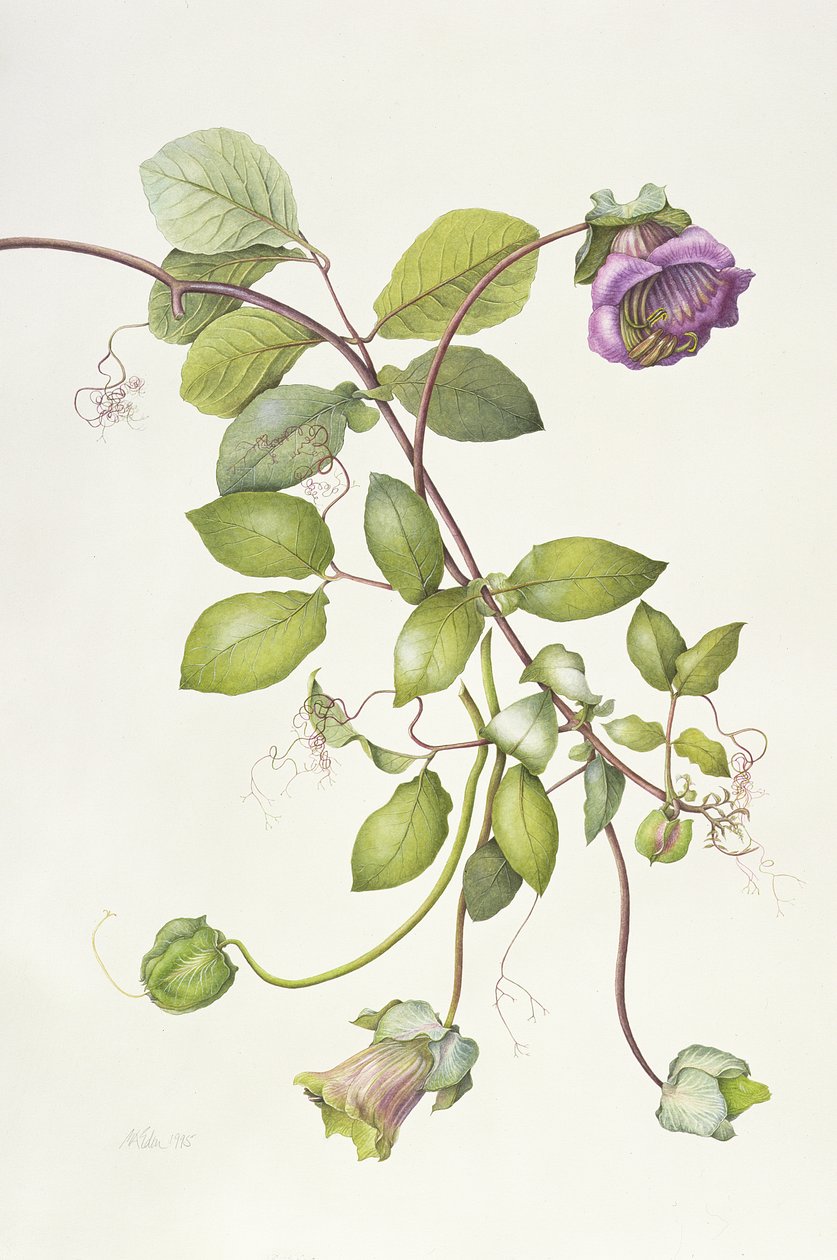 Cobaea Scandens, 1995 af Margaret Ann Eden