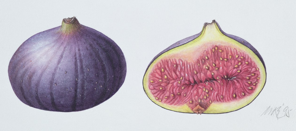 Figs, 1995 (wc på papir) af Margaret Ann Eden