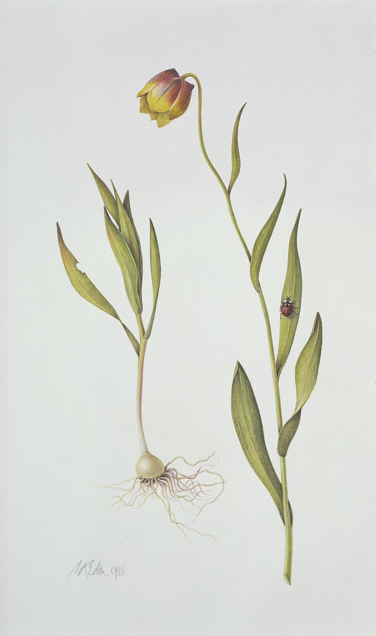 Fritillaria Michailovsky, 1996 (wc på papir) af Margaret Ann Eden