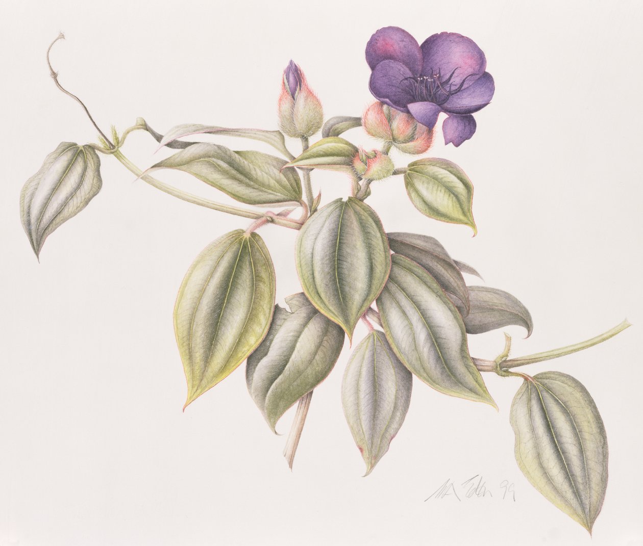 Glory Flower (Tibouchina Urvilleana) 1999 (wc på papir) af Margaret Ann Eden