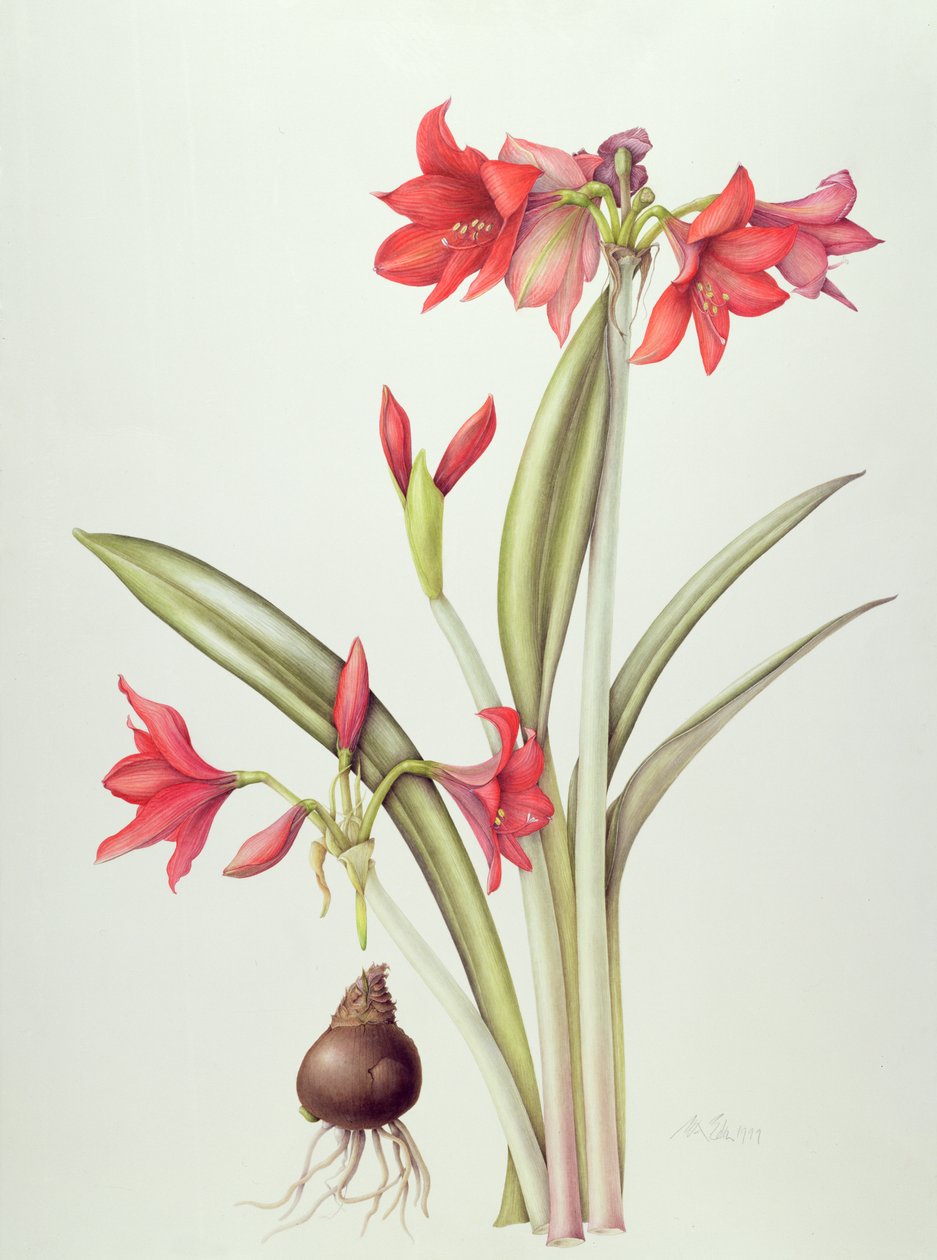 Hippeastrum Pamela, 1999 (wc på papir) af Margaret Ann Eden