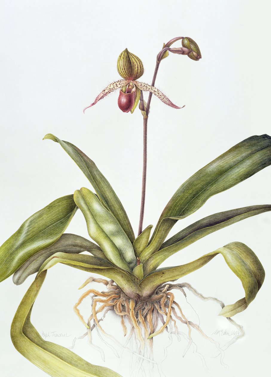 Iris, 1995 (wc på papir) af Margaret Ann Eden