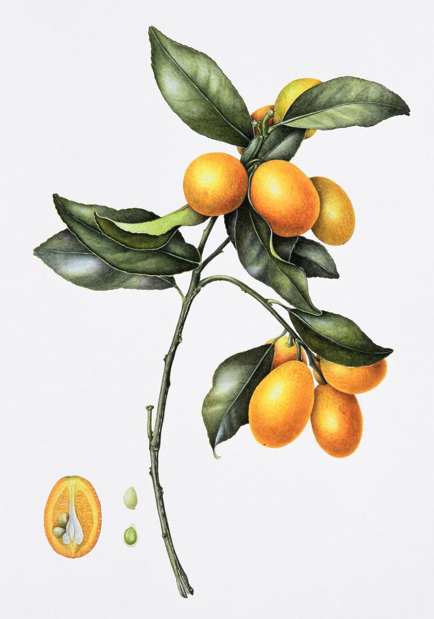 Kumquat, 1996 (wc på papir) af Margaret Ann Eden