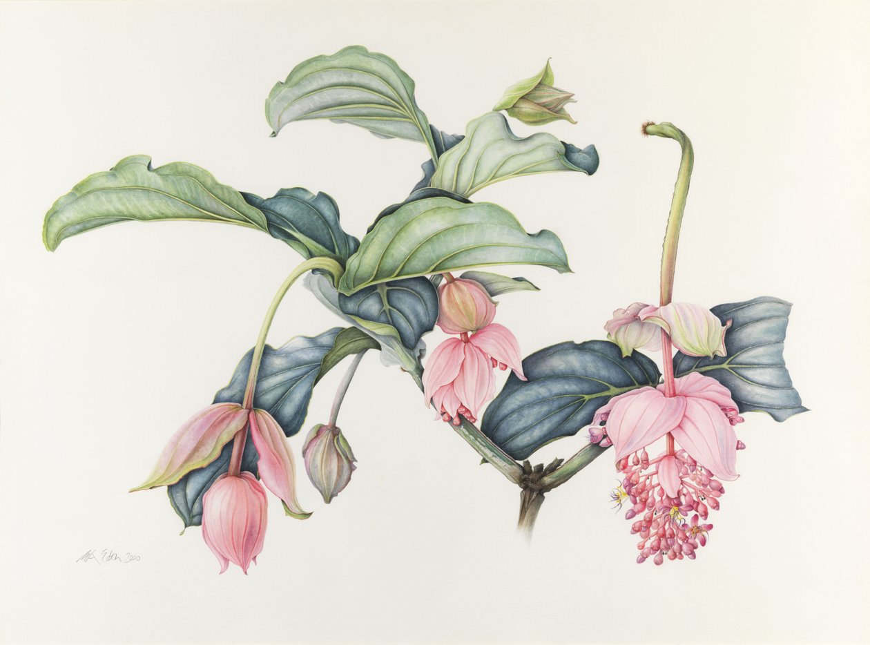 Storslået Medinilla af Margaret Ann Eden