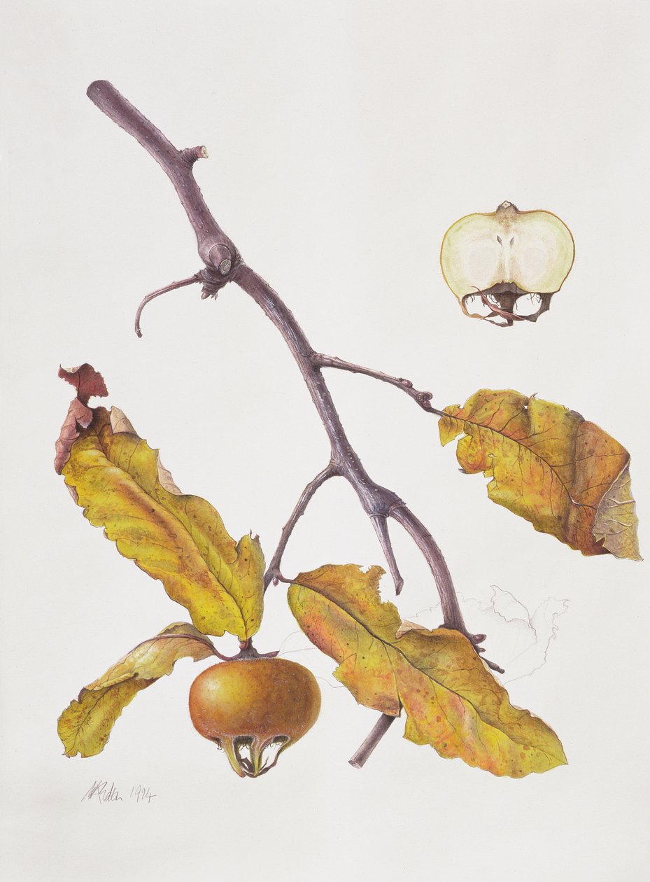 Medlar, 1995 (wc på papir) af Margaret Ann Eden