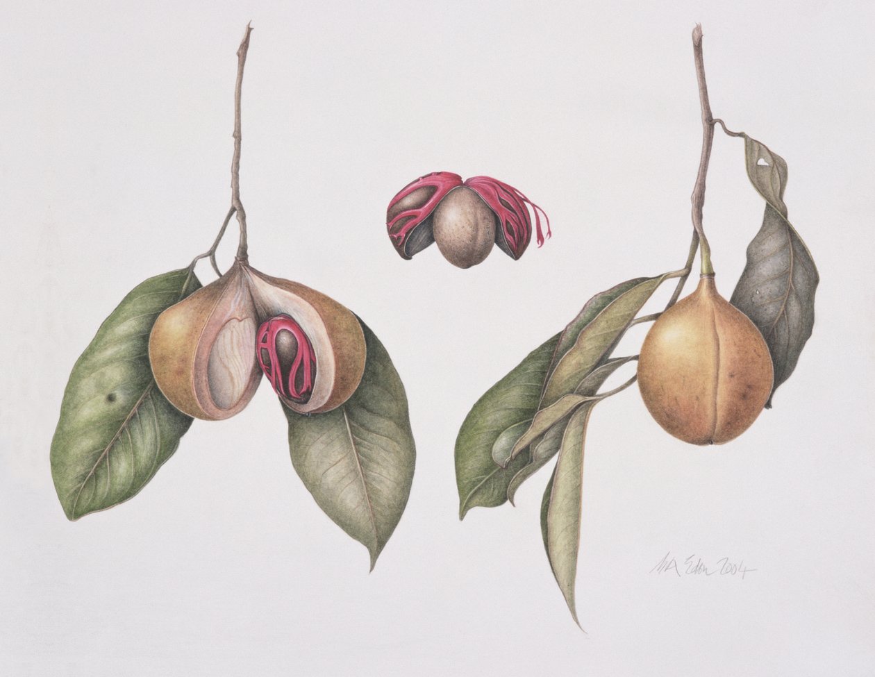 Muskatnød (Myristica fragrans) 2004 (wc på papir) af Margaret Ann Eden