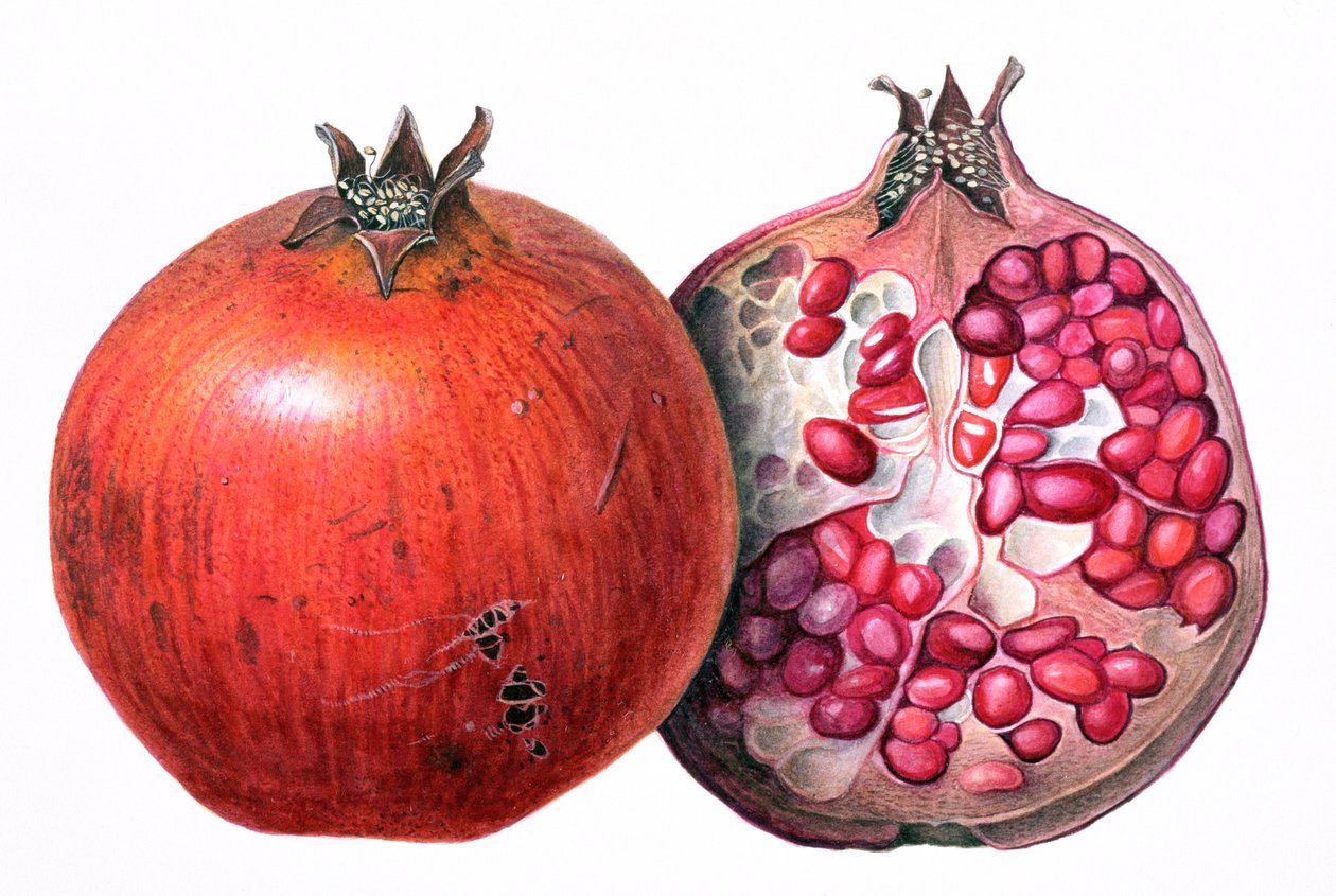 Granatæble, 1995 (wc på papir) af Margaret Ann Eden