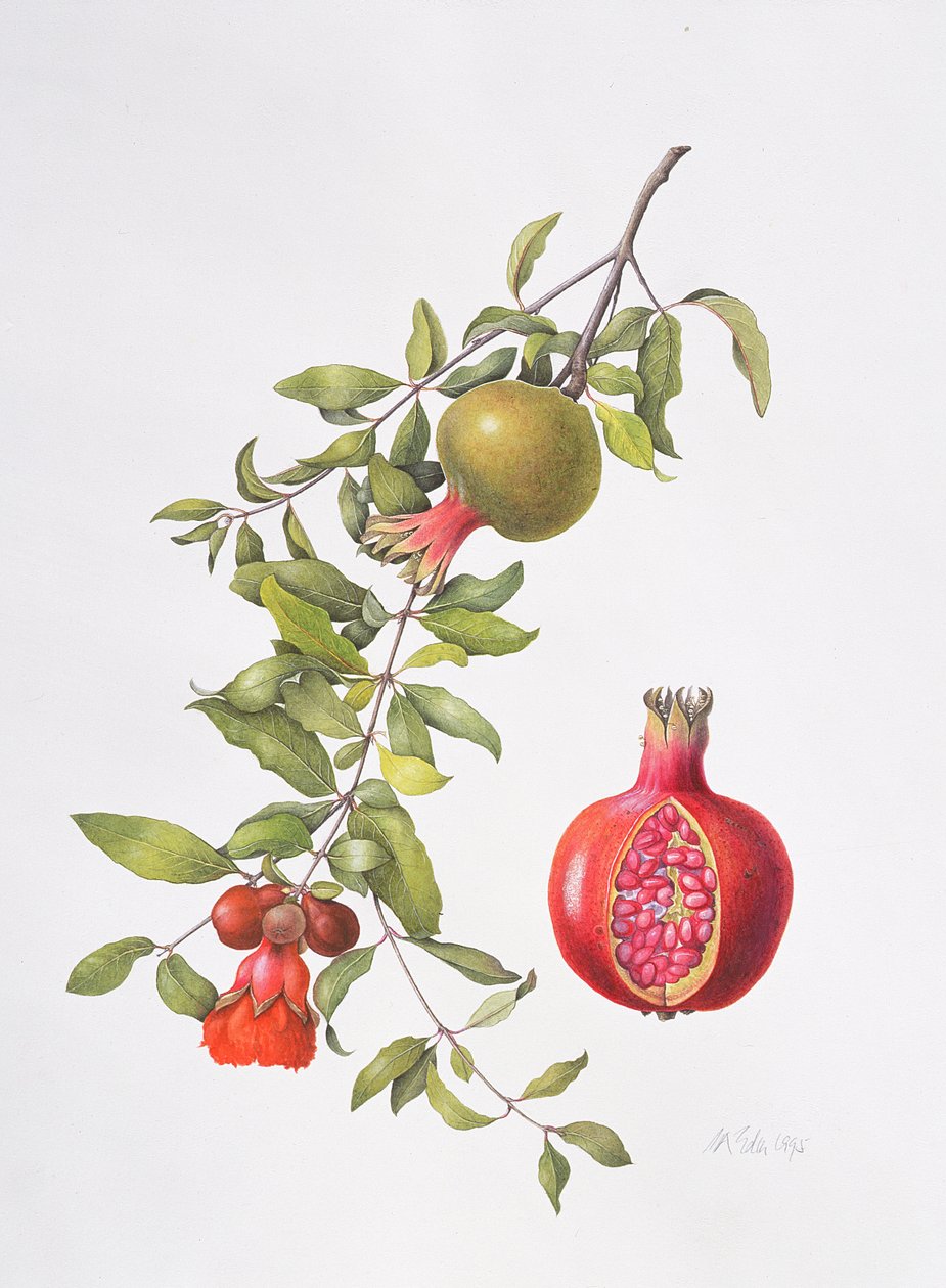 Granatæble, 1995 af Margaret Ann Eden