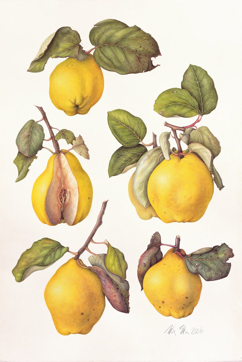 Quinces, 2006 (wc på papir) af Margaret Ann Eden