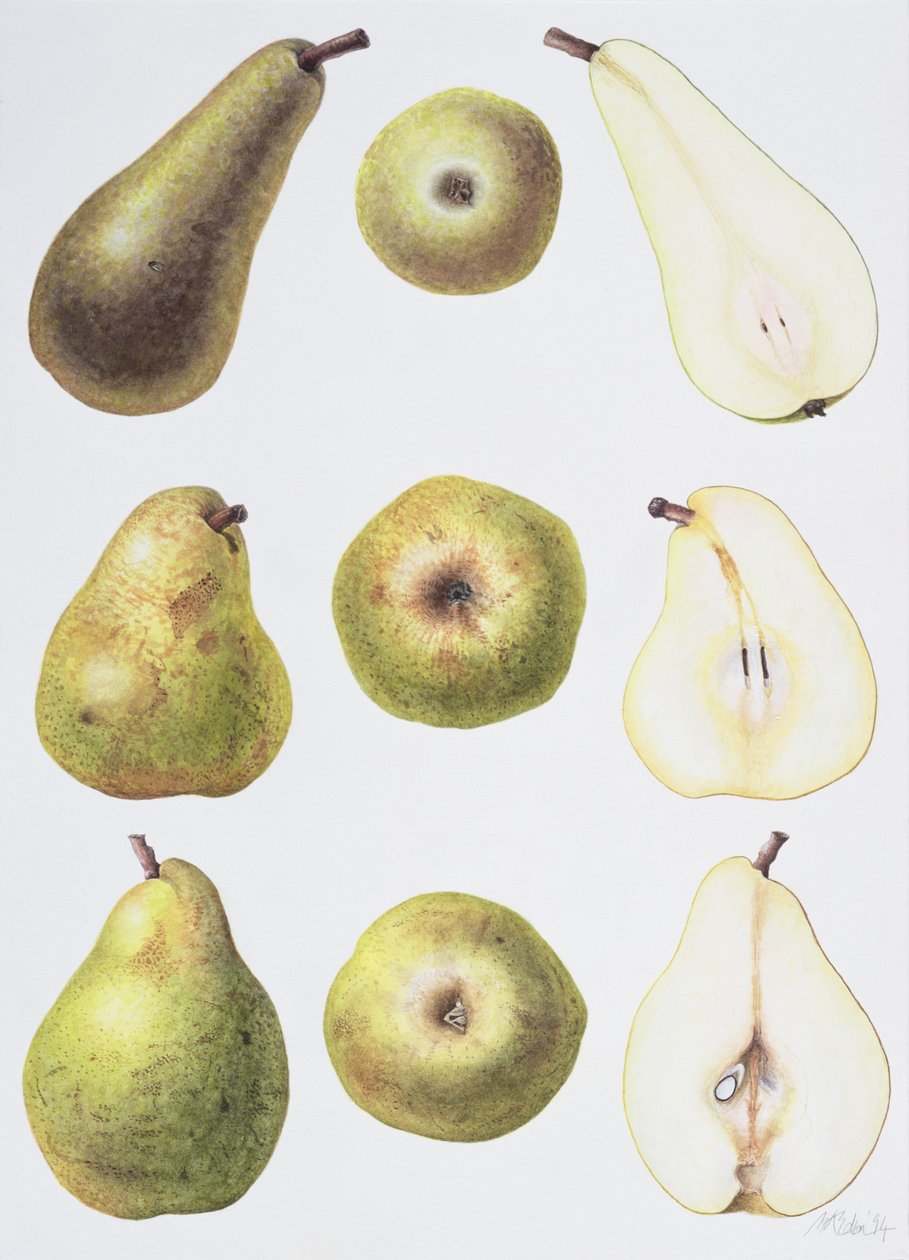 Six Pears, 1994 (wc på papir) af Margaret Ann Eden