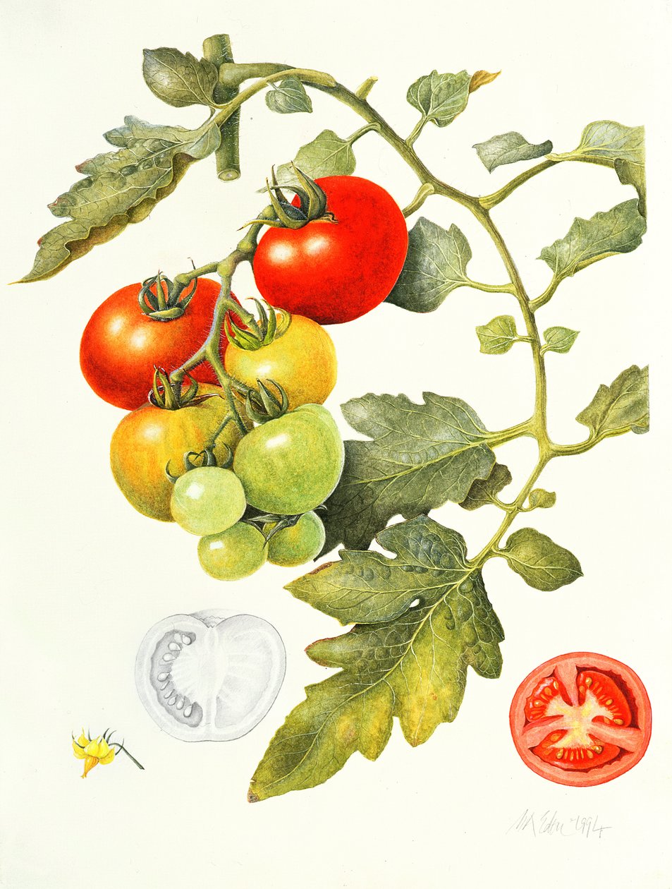 Tomater, 1994 af Margaret Ann Eden
