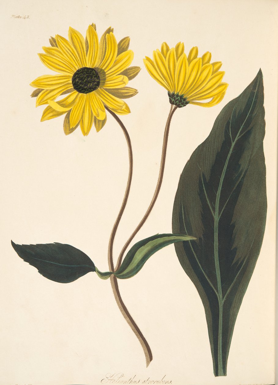 Dark-eyed Sunflower, fra Floral Illustrations of the Seasons, pub. 1829 (håndfarvet gravering) af Margaret Roscoe