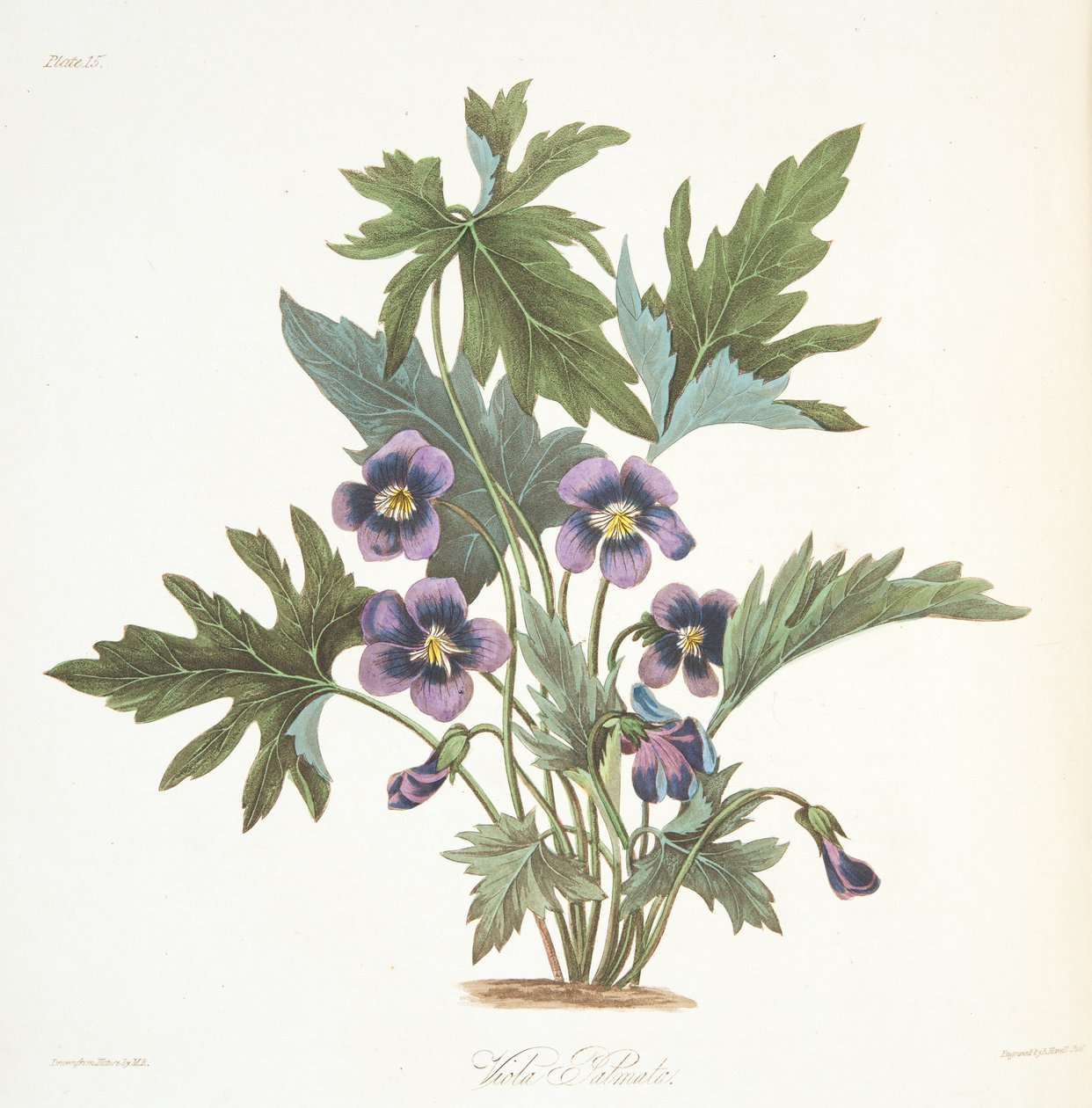 Palmate blade Violet, fra Floral Illustrations of the Seasons, pub. 1829 (håndfarvet gravering) af Margaret Roscoe