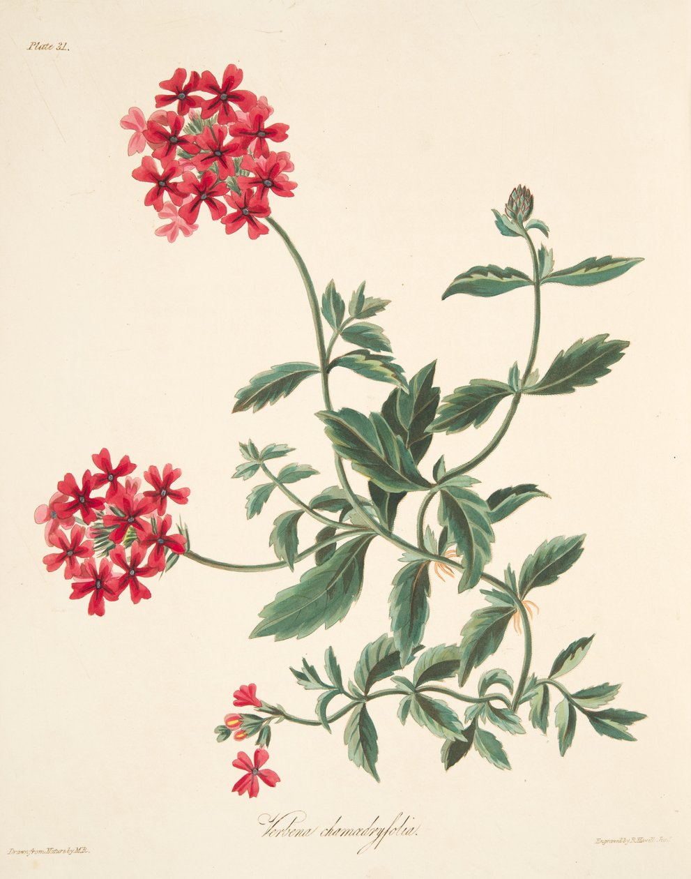 Scarlet blomstrede Vervain, fra Floral Illustrations of the Seasons, pub. 1829 af Margaret Roscoe