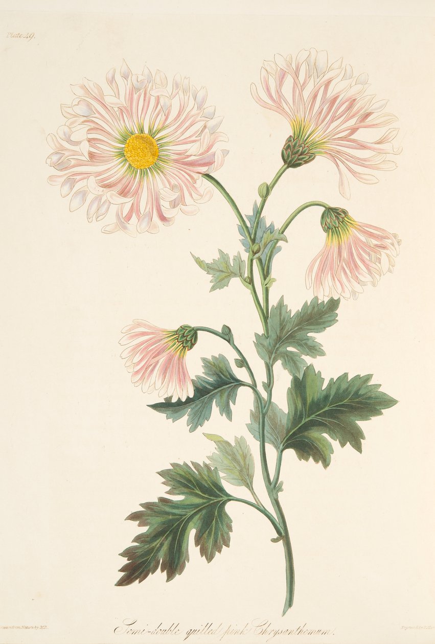 Semi-dobbelt pink krysantemum, fra Floral Illustrations of the Seasons, pub. 1829 af Margaret Roscoe