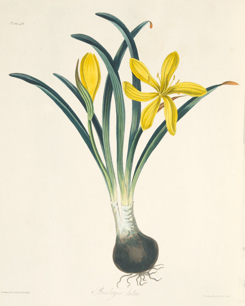 Yellow Sterngergia, fra Floral Illustrations of the Seasons, pub. 1829 af Margaret Roscoe