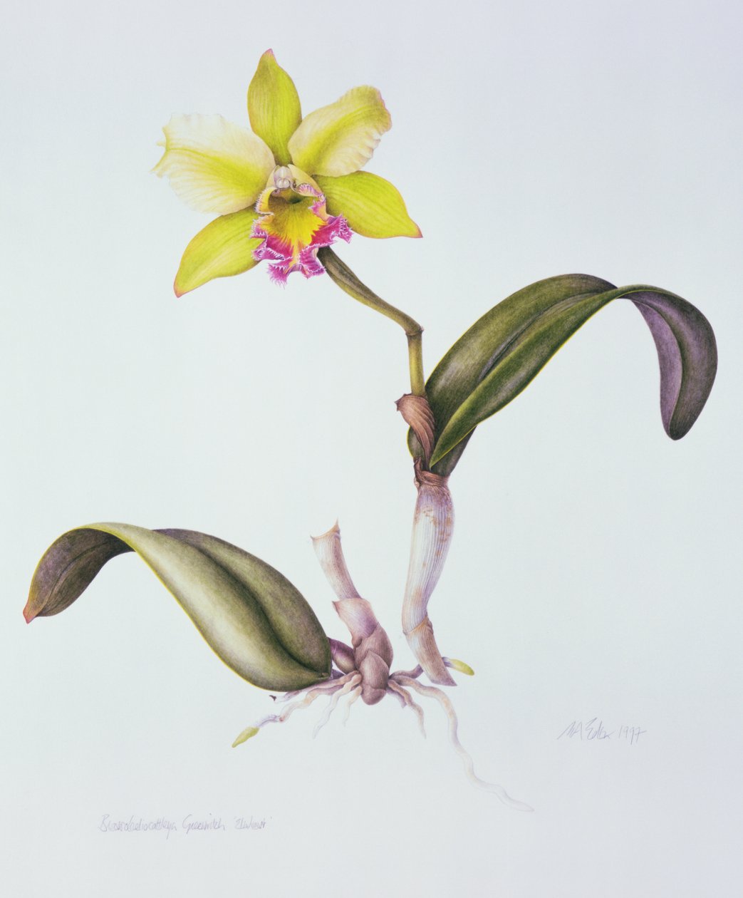Brassolaeliocattleya Greenwich, Elmhurst (akvarel på papir) af Margaret Ann Eden