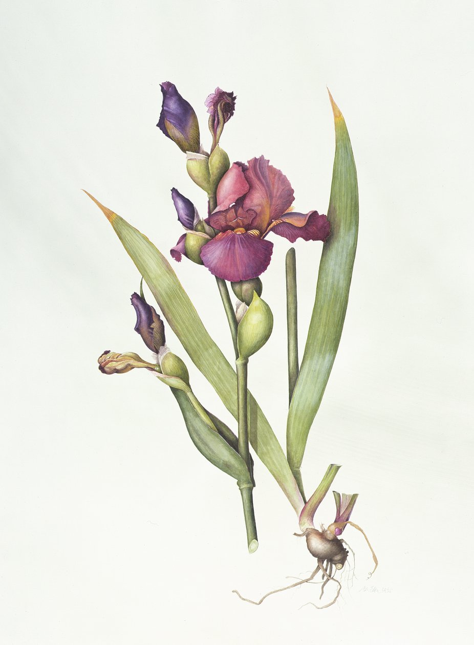 Iris (akvarel på papir) af Margaret Ann Eden