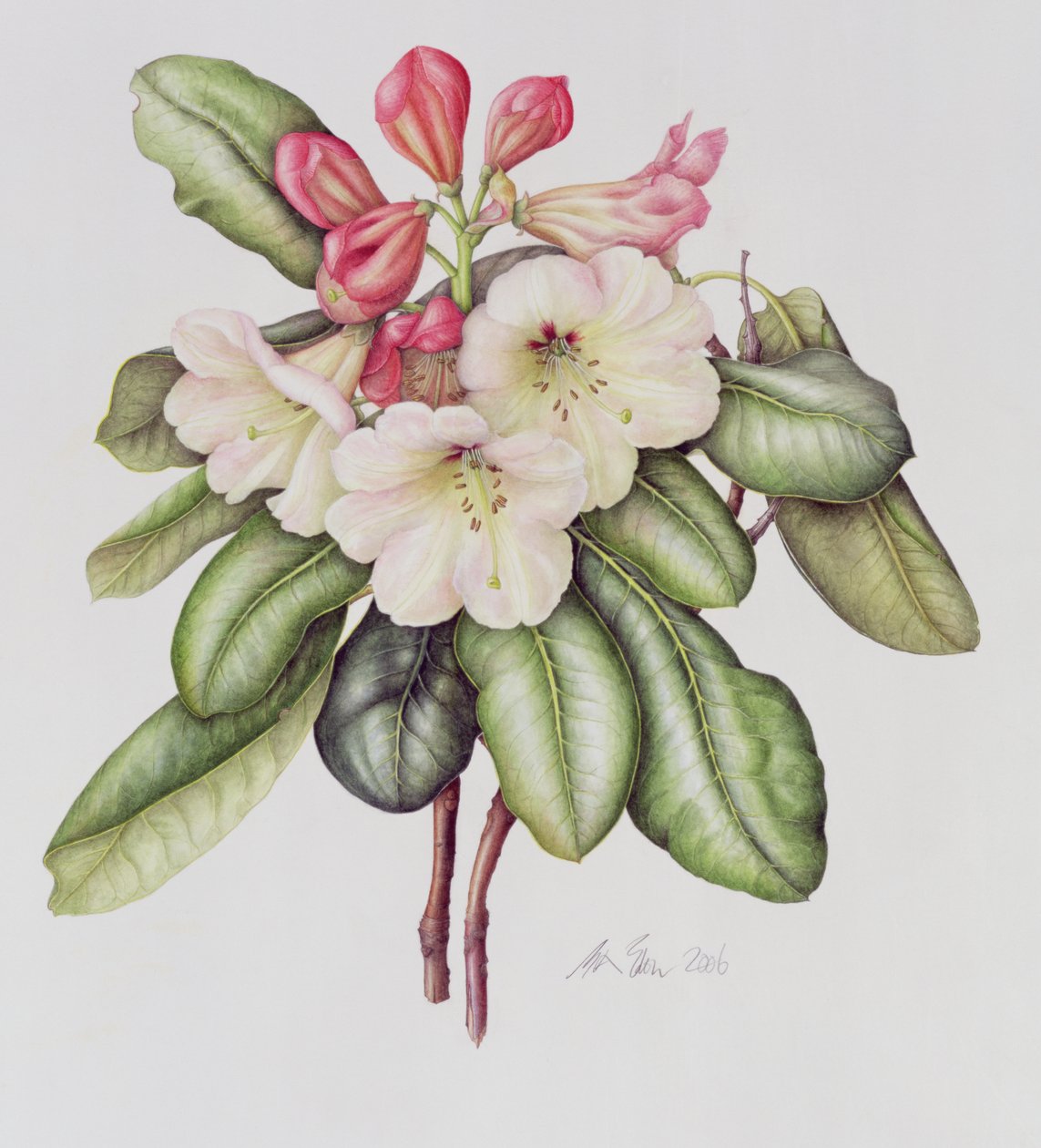 Rhododendron (akvarel på papir) af Margaret Ann Eden