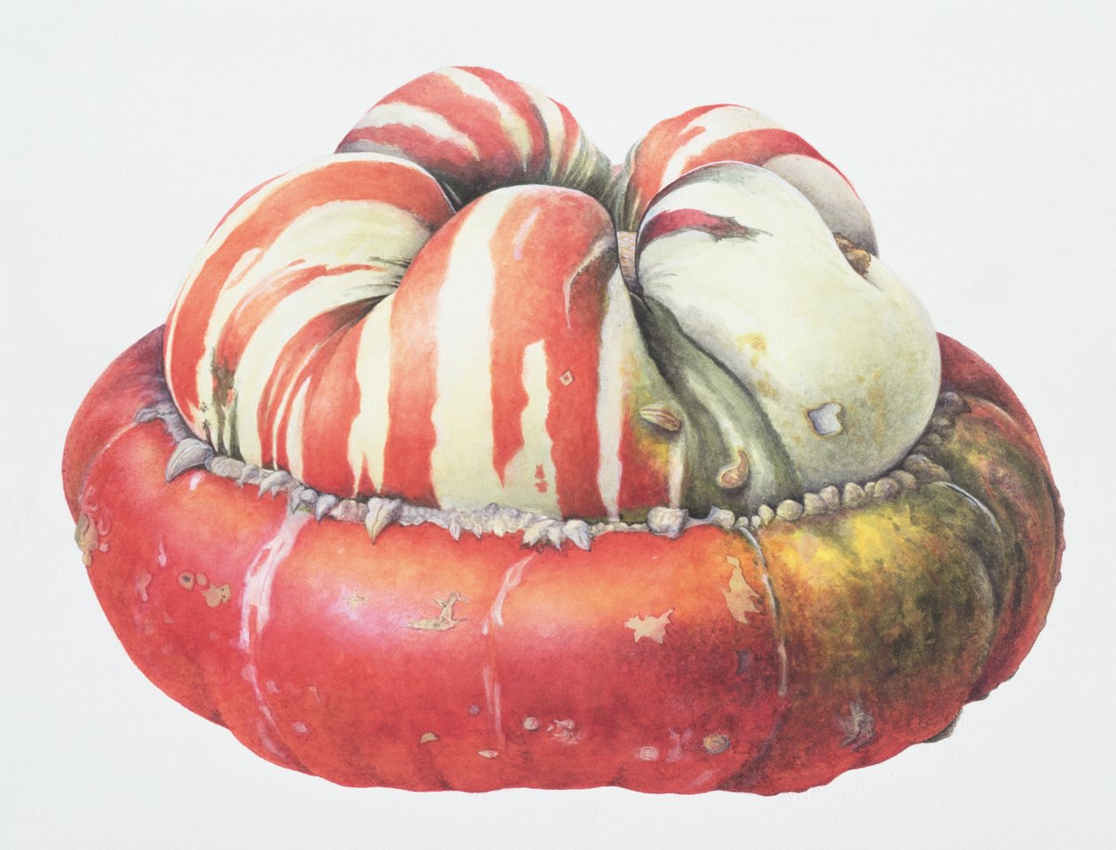 Turks Turban Squash, 1995 (wc på papir) af Margaret Ann Eden