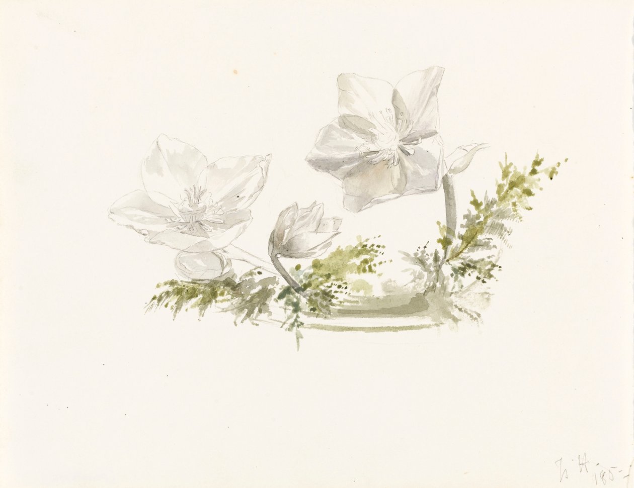 Studie af et blomsterarrangement (grafit, akvarel) af Margaret Louisa Herschel