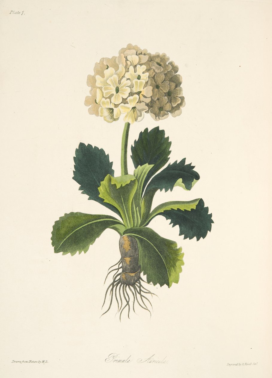 Auricula, fra Floral Illustrations of the Seasons, udg. 1829 (håndkoloreret gravering) af Margaret Roscoe