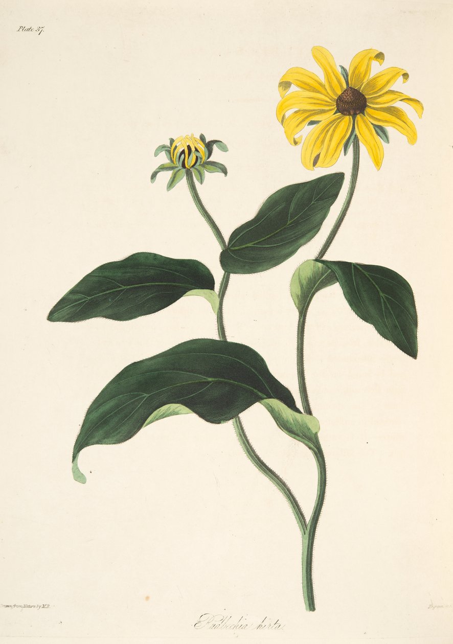 Black Eyed Susan, fra Floral Illustrations of the Seasons, pub. 1829 (håndfarvet gravering) af Margaret Roscoe